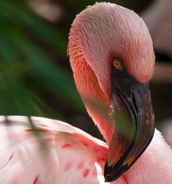 The Ultimate Secrets Of Zoo